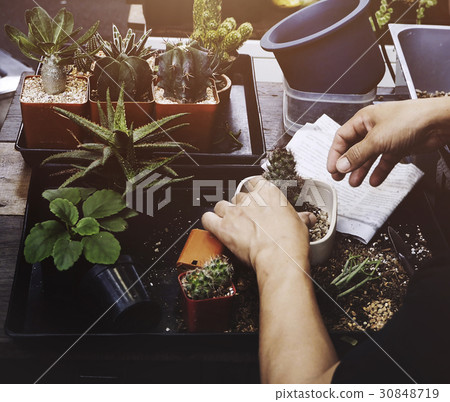 Man houseplant on the table gardening 30848719