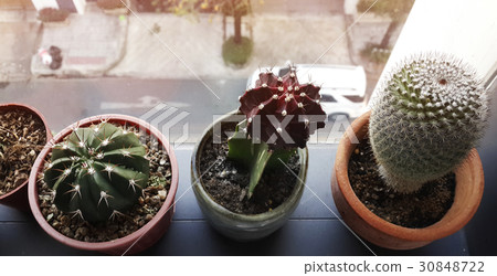 Cactus houseplant decoration on the window Cactus houseplant decoration on the window 30848722