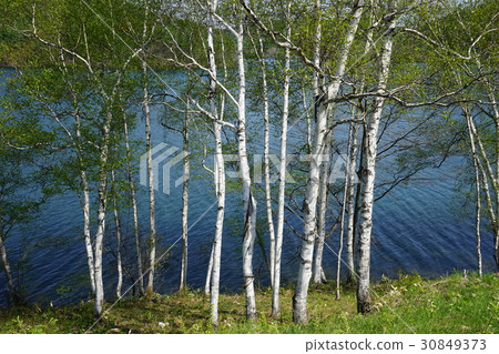 Birch of lakeside Birch of lakeside 30849373