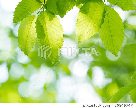 Fresh green leaves Fresh green leaves 30849747