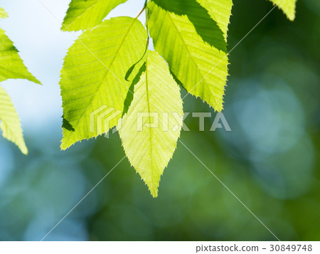 Fresh green leaves 30849748