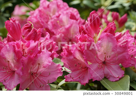 杜鵑花桃花02 杜鵑花桃花02 30849801