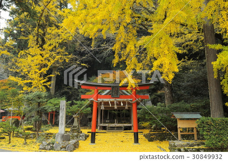Iwato deciduous shrine Ginkgo's fallen leaves Iwato deciduous shrine Ginkgo's fallen leaves 30849932