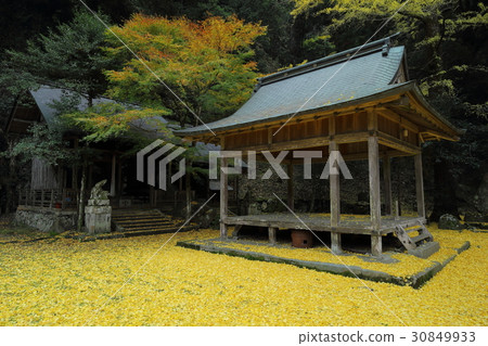 Iwato deciduous shrine Ginkgo's fallen leaves Iwato deciduous shrine Ginkgo's fallen leaves 30849933