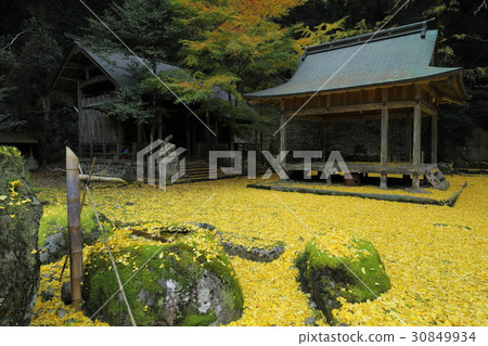 Iwato落葉神社銀杏的落葉 Iwato落葉神社銀杏的落葉 30849934