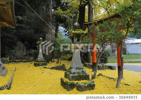 Iwato落葉神社銀杏的落葉 Iwato落葉神社銀杏的落葉 30849935