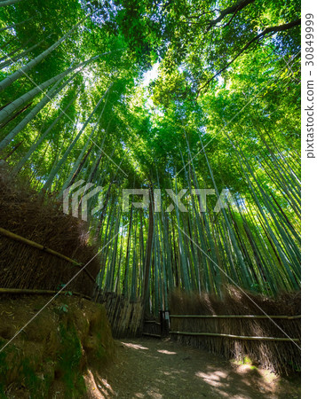 Bamboo forest in Arashiyama 30849999