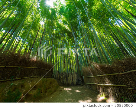 Bamboo forest in Arashiyama 30850000
