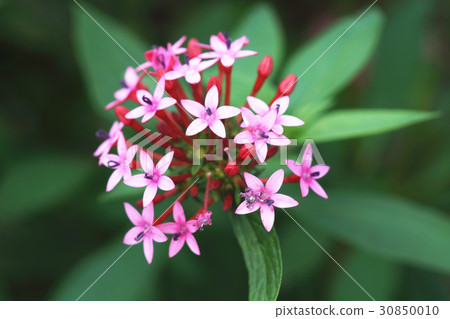 仙丹花 仙丹花 30850010