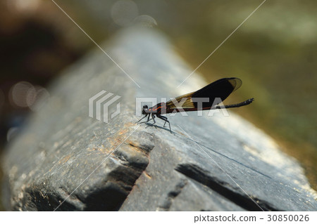 豆娘 豆娘 30850026