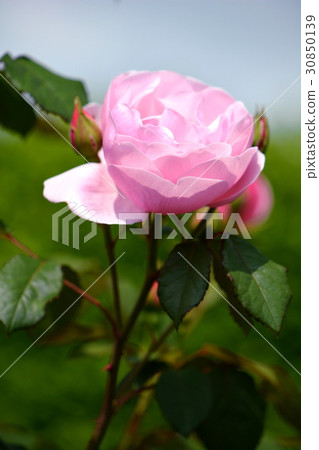 Pink roses, gardening Pink roses, gardening 30850139