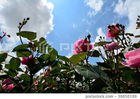 Pink rose, blue sky, gardening Pink rose, blue sky, gardening 30850189