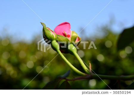 桃紅色玫瑰,藍天,從事園藝 桃紅色玫瑰,藍天,從事園藝 30850194