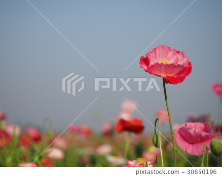 罌粟 罌粟 30850196