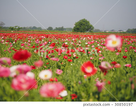 罌粟 罌粟 30850197