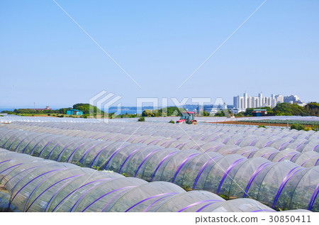 可以看到三浦隧道栽培領域的風景 30850411