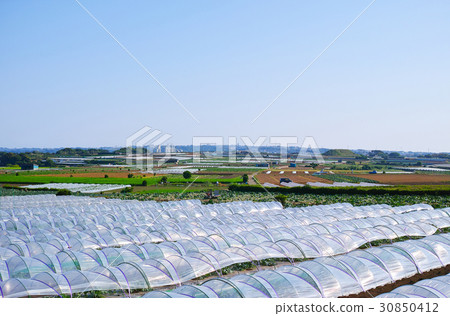 Scenery where Miura tunnel cultivation field can be seen 30850412