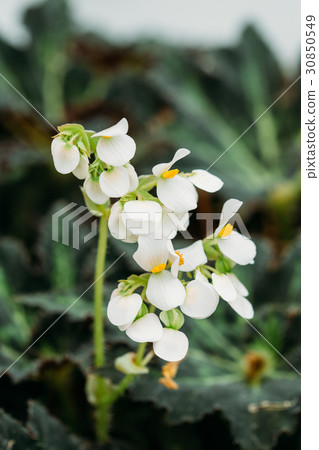 Green Leaves And Flower Of Plant Begonia Rex Putz 30850549