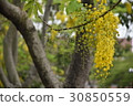 Flower, abler, golden rain, road tree, summer, summer 30850559