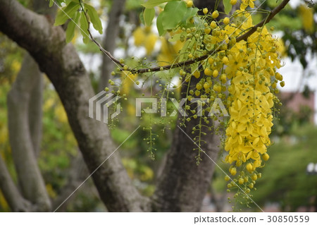 花,阿勃勒,金急雨,路樹,夏天,夏 30850559