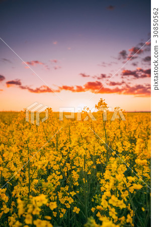 Flowering Blooming Rape, Rapeseed, Oilseed In Flowering Blooming Rape, Rapeseed, Oilseed In 30850562