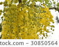 Flower, abler, golden rain, road tree, summer, summer 30850564