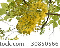 Flower, abler, golden rain, road tree, summer, summer 30850566