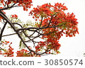 Flower, road tree, phoenix flower, graduation, summer, summer 30850574