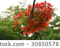 Flower, road tree, phoenix flower, graduation, summer, summer 30850578
