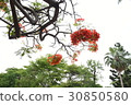 Flower, road tree, phoenix flower, graduation, summer, summer 30850580