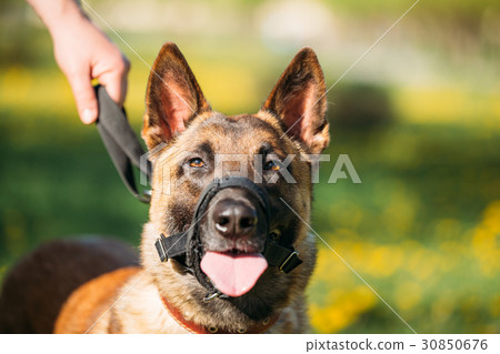 Close Up Of Malinois Dog With Muzzle. Belgian Close Up Of Malinois Dog With Muzzle. Belgian 30850676