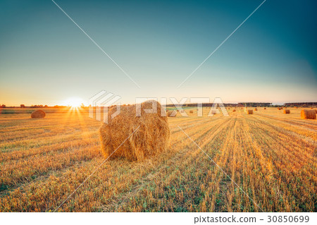 Rural Landscape Field Meadow With Hay Bales After 30850699