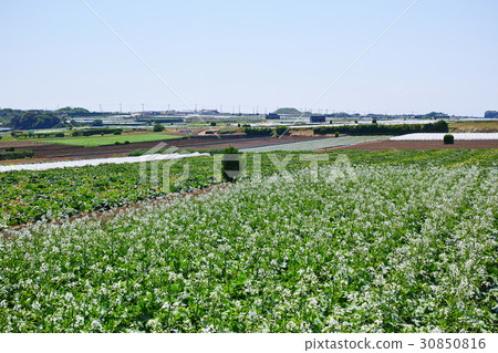 與Miura傳播的白花和領域的風景 與Miura傳播的白花和領域的風景 30850816