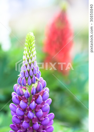 Lupine Lupine 30850840