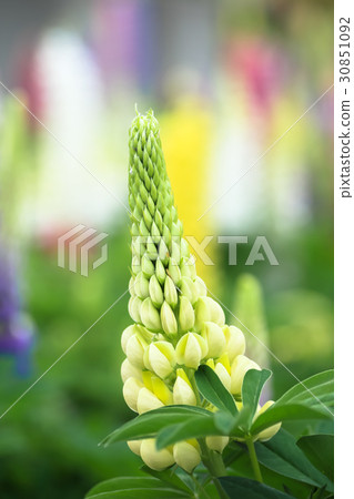  Lupine 30851092
