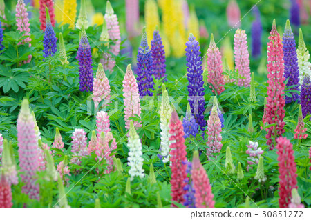  Lupine 30851272