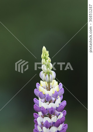 羽扇豆（垂直） 30851287