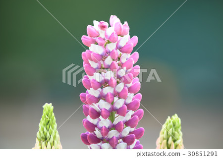 羽扇豆 羽扇豆 30851291