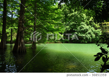 Fresh green forest and pond Fresh green forest and pond 30851359
