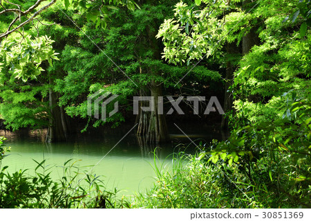 Fresh green forest and pond Fresh green forest and pond 30851369