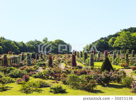 一個玫瑰園 30853136