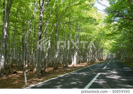 Spring fresh green drive 30854593