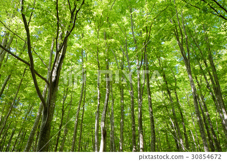 春天新鮮的綠色山毛櫸森林 30854672