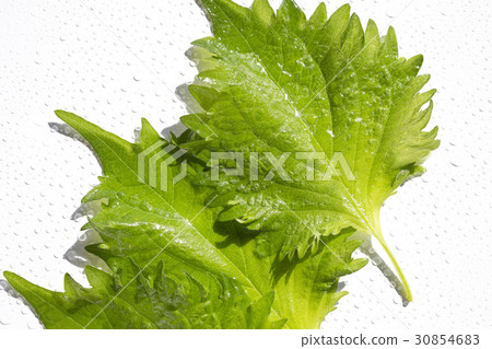 Macrophyll Macrophyll 30854683
