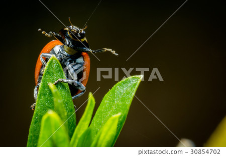 Ladybug open arms Ladybug open arms 30854702