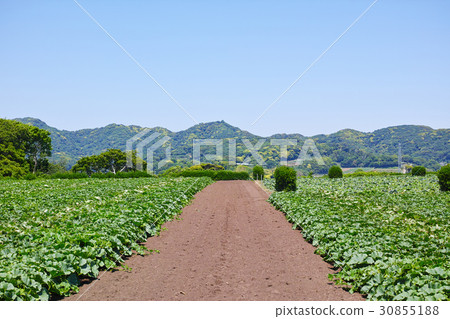 圖庫照片: 原野 田地 領域