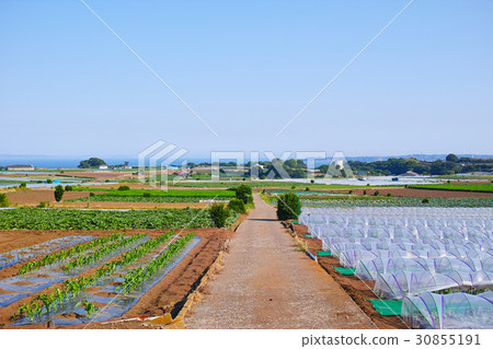 Scenery where Miura's field and farm road can be seen 30855191