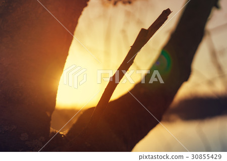 Tree on the background of sunset sky Tree on the background of sunset sky 30855429