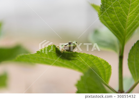在葉子的一隻青蛙 在葉子的一隻青蛙 30855432
