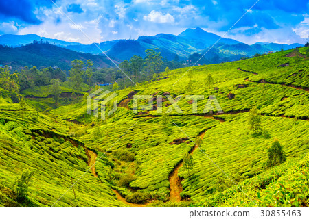 green tea plantations with blue mountain, Munnar green tea plantations with blue mountain, Munnar 30855463